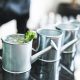 Watering Can Mojito